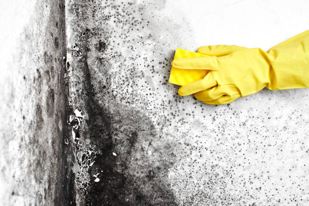 Best Mold Remediation for Rental Properties  in Luther, OK